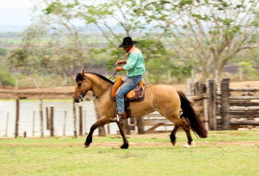 O Abate de Cavalos no Rio Grande do Sul