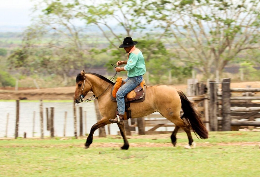 Cavalo crioulo