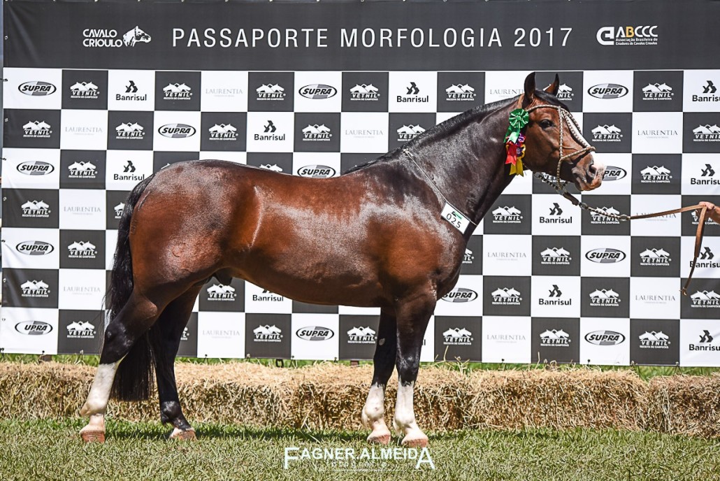 Cavalo Crioulo Onça-Pintada