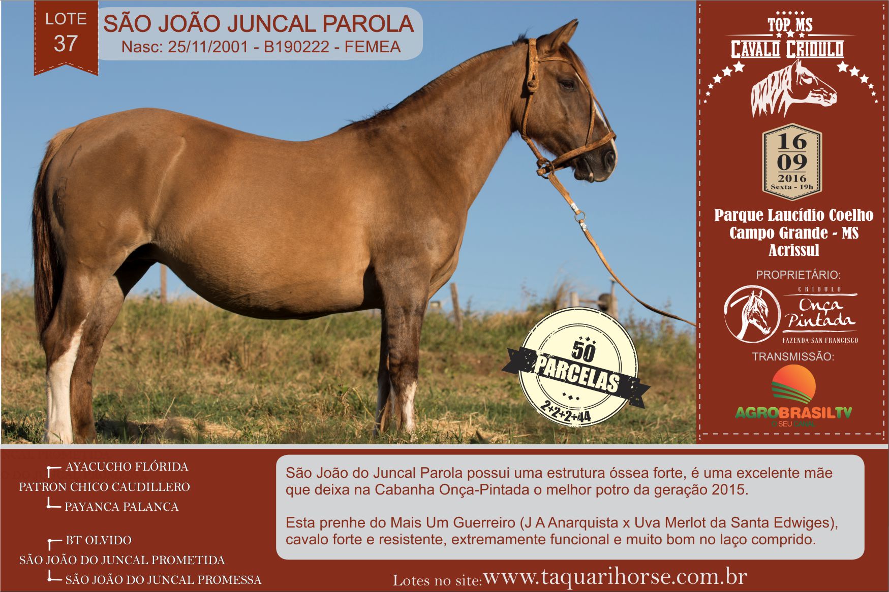 Cavalo Crioulo no Pantanal Matogrossense 