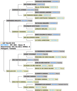1 LOTE - UM TALHO ICO GENEALOGIA