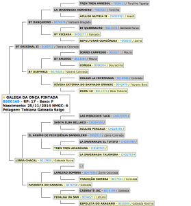 10 LOTE - GALEGA DA Onça-Pintada GENEALOGIA