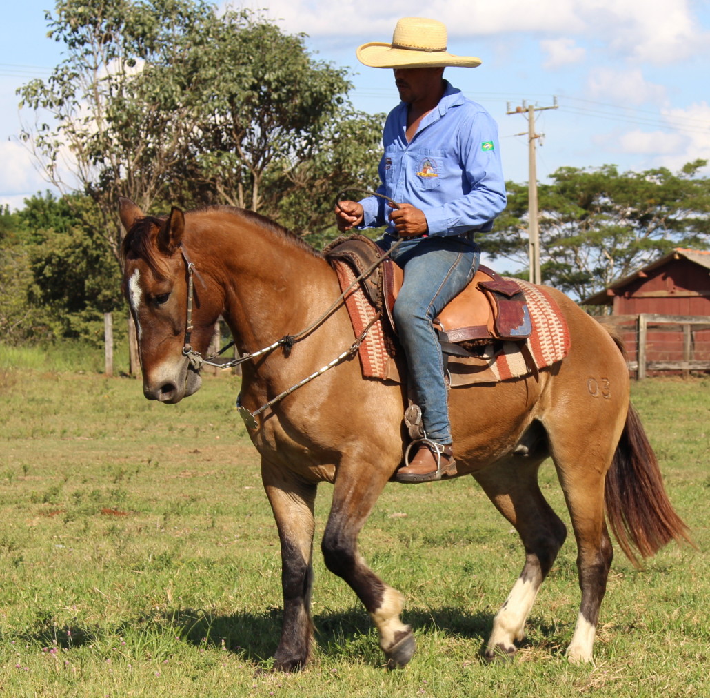 Cavalo Crioulo Onça-Pintada