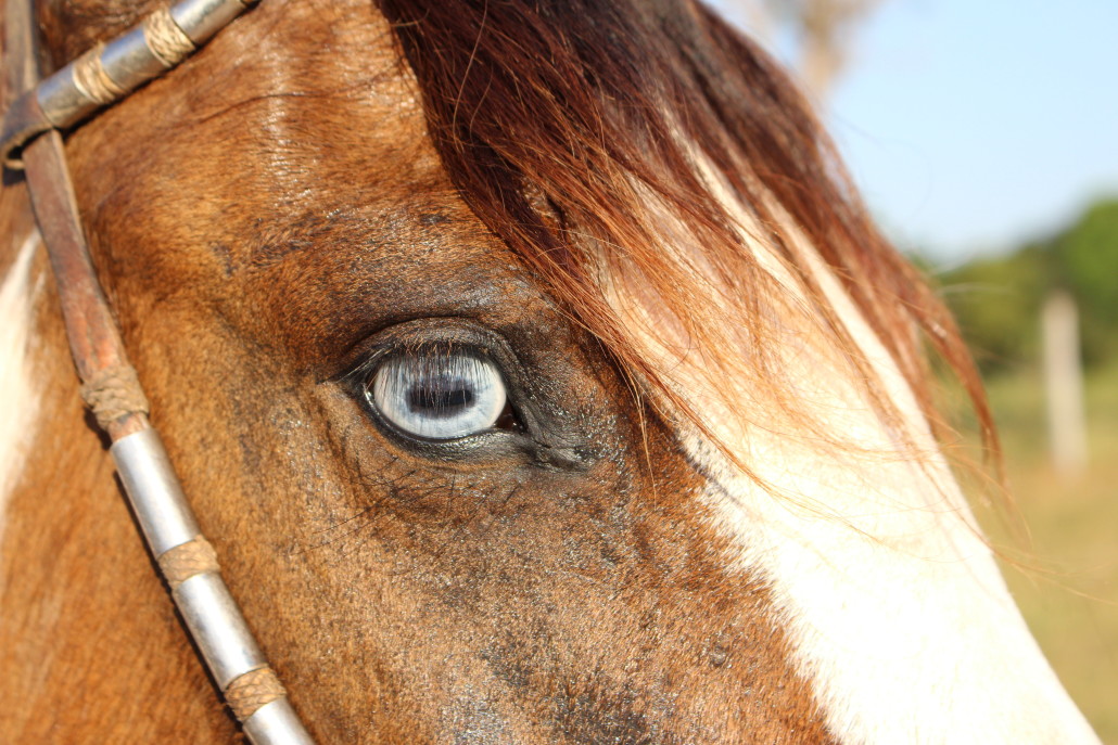 Cavalo Crioulo Onça-Pintada