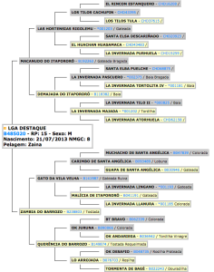 lga destaque genealogia